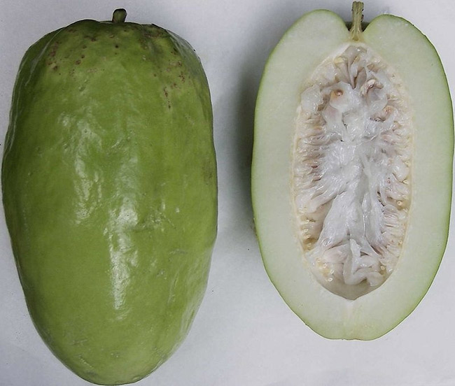Đu đủ dây leo