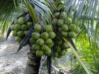 Dừa Dứa Bao Nhiêu 1 Trái?