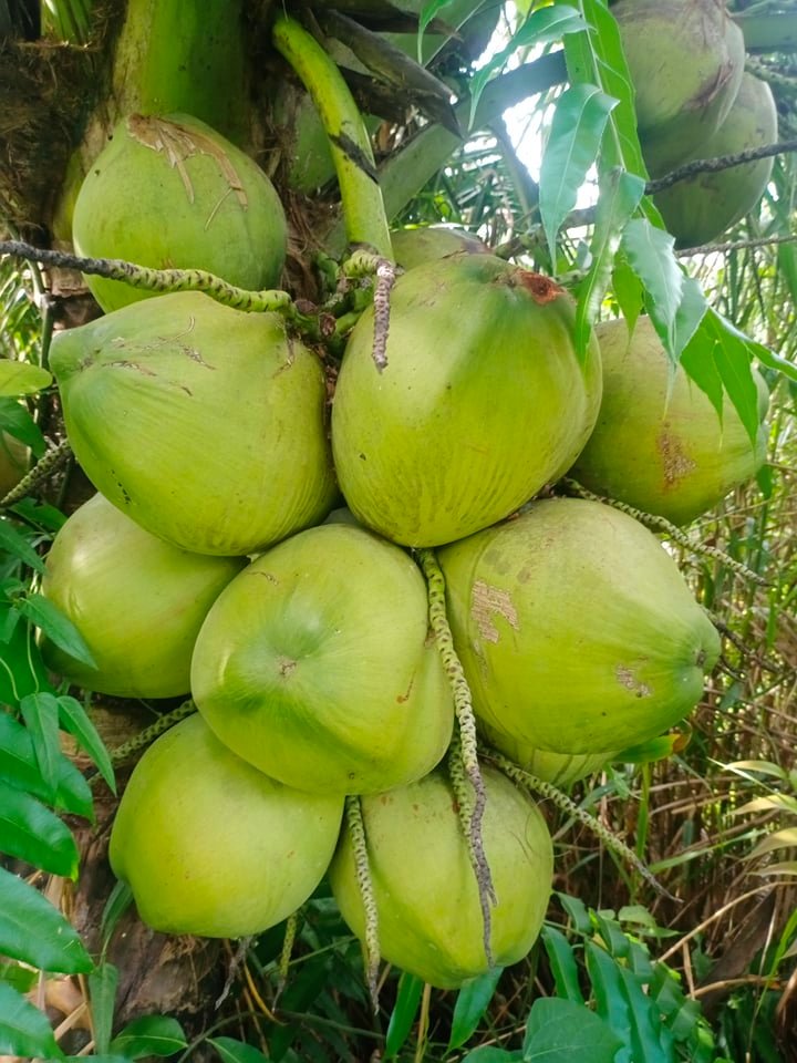 Dừa Dứa Bao Nhiêu 1 Trái? Gallery 2