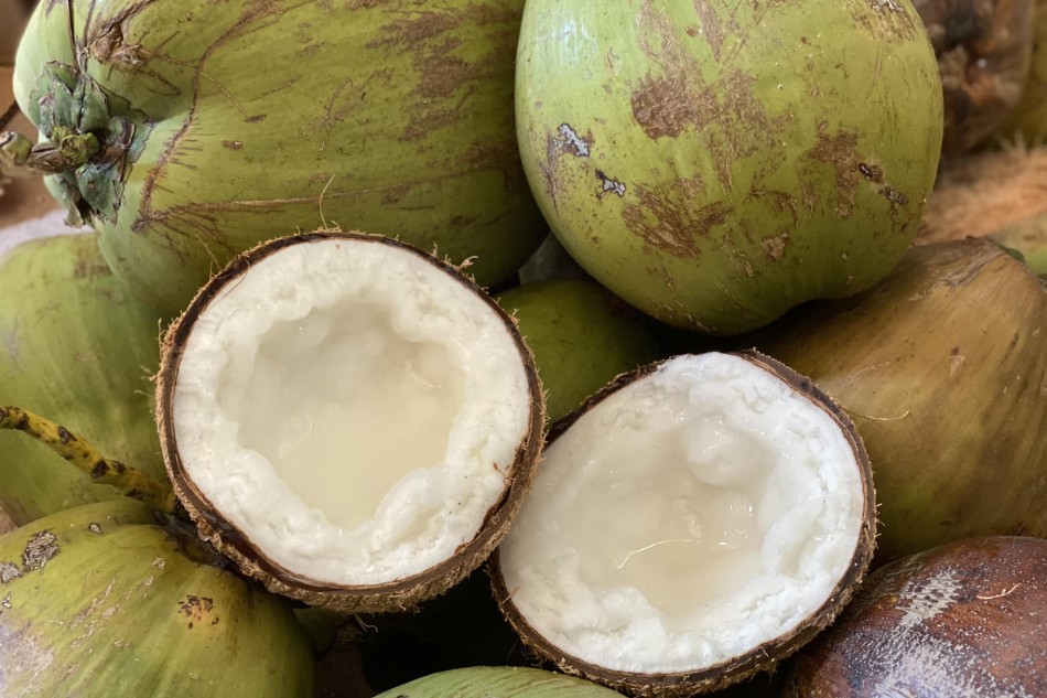 Dừa sáp là gì?