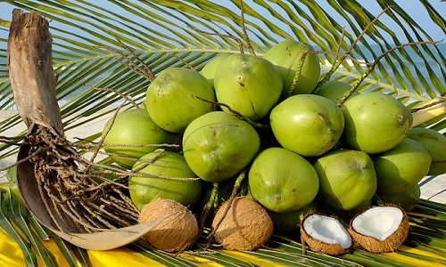 Dừa Xiêm Là Gì?