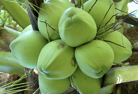 Dừa Xiêm Xanh Bến Tre - Hương Vị Đảo Ngọc