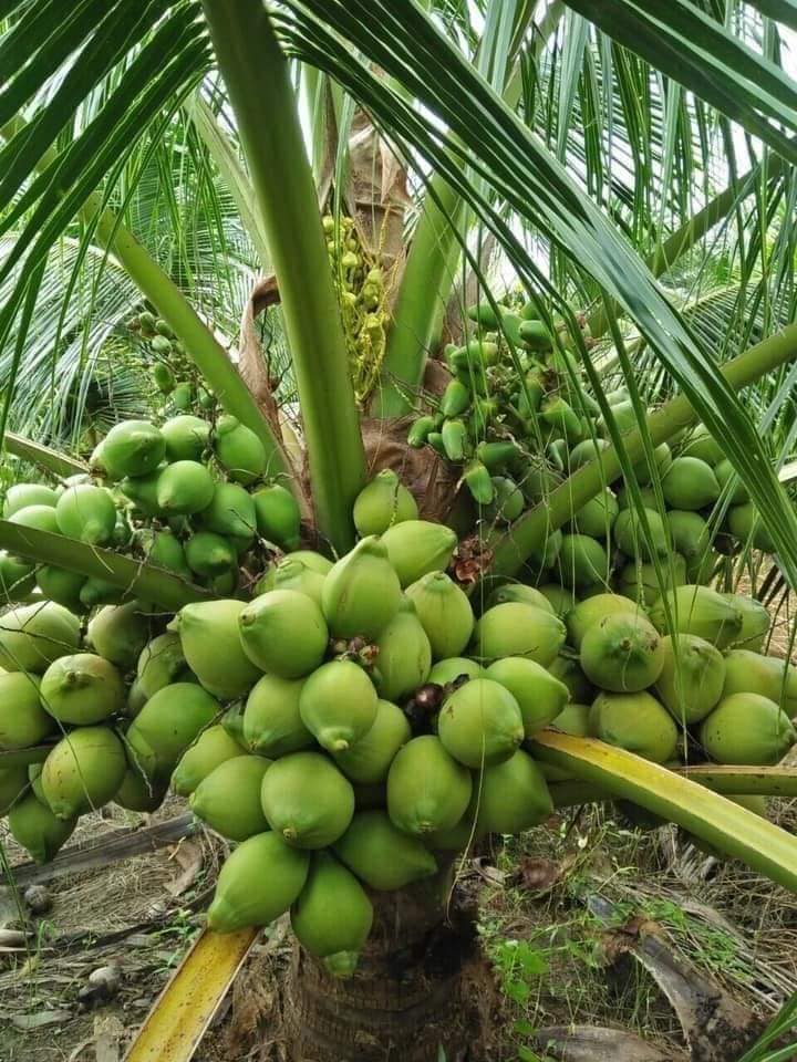 Dừa Xiêm Xanh Lùn