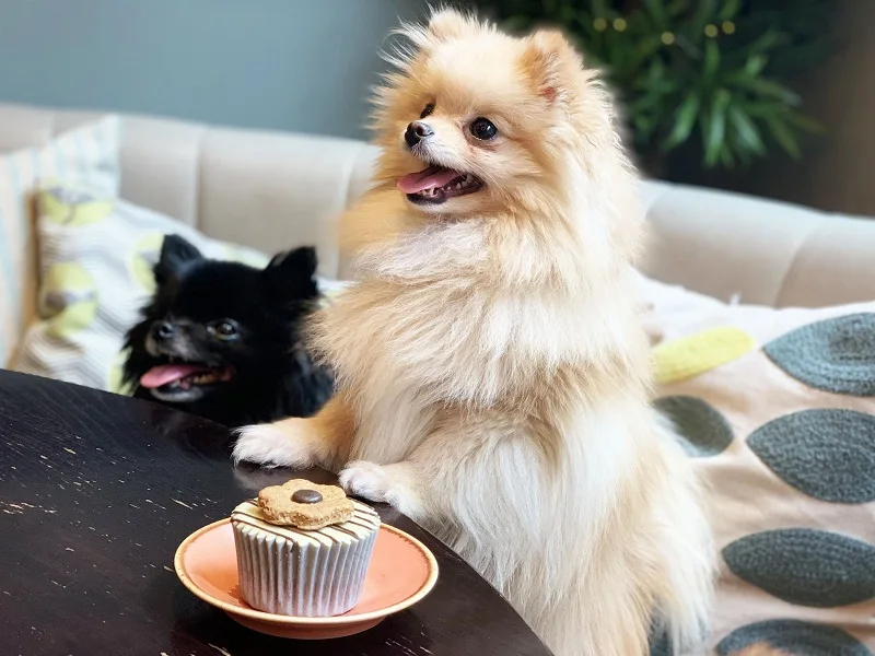 Được tặng chó có tốt không?