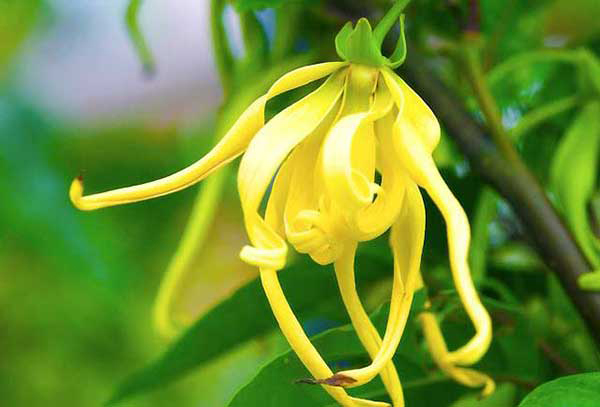 Dưới bóng hoàng lan đọc hiểu