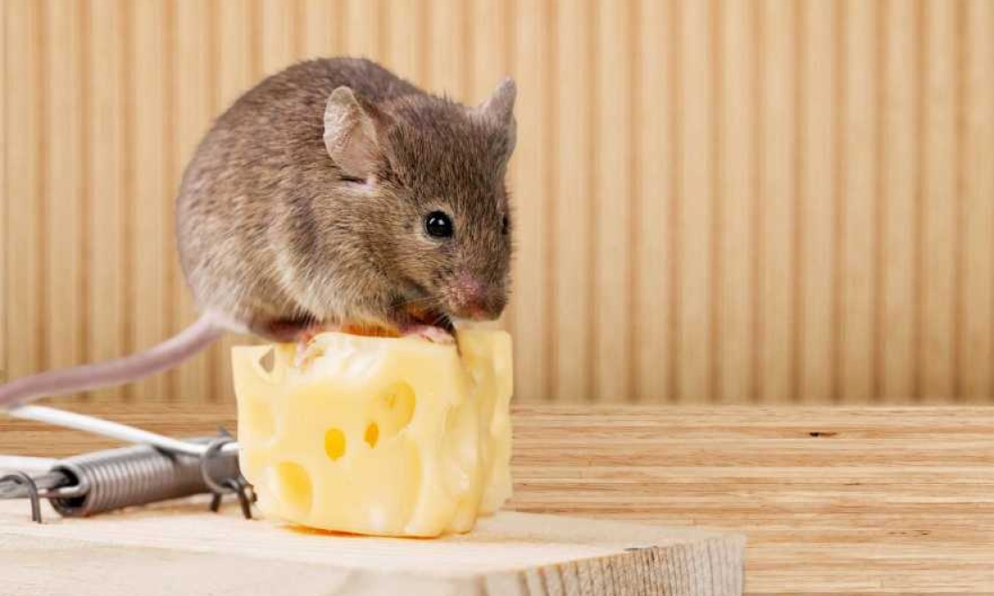 Đuổi Chuột Bằng Gì?