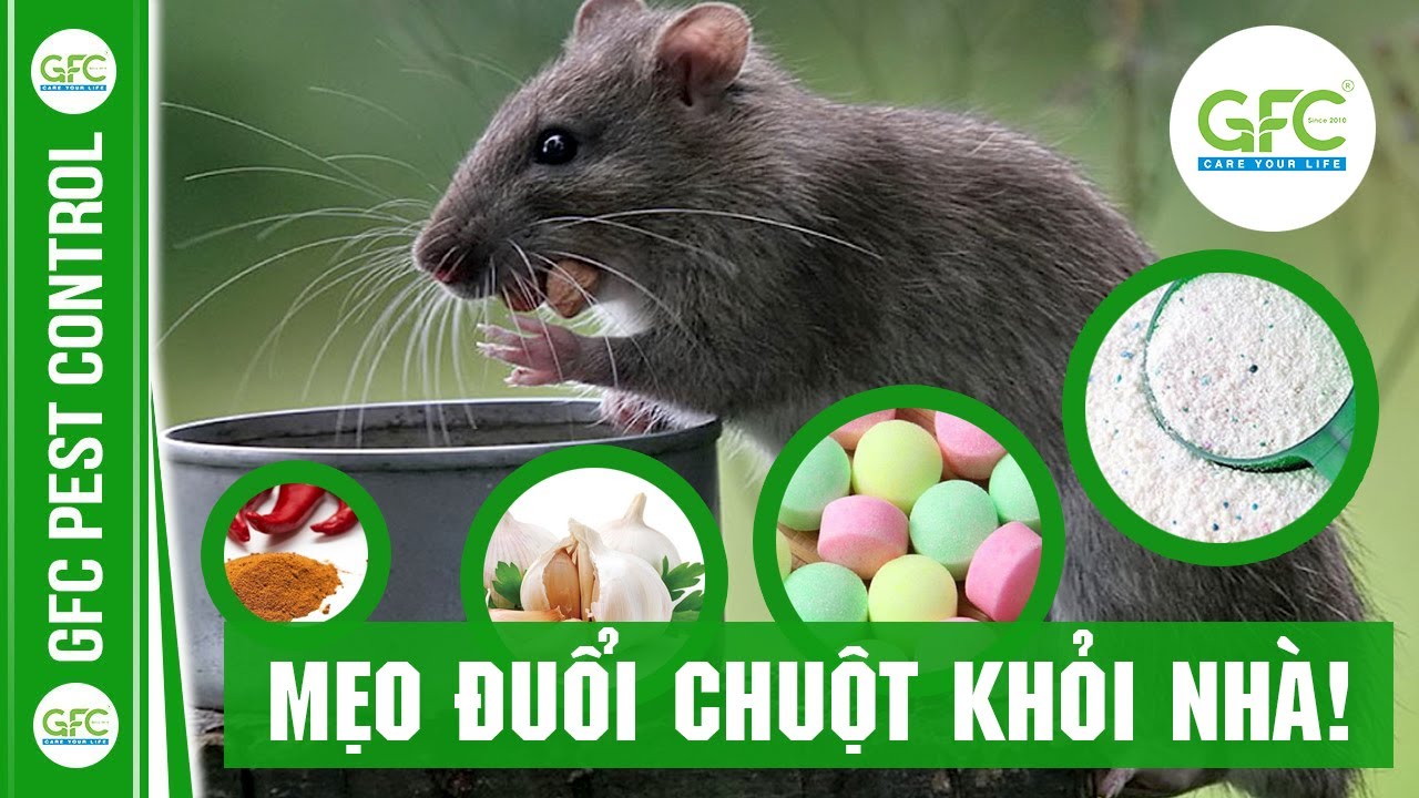 Cách đuổi chuột ra khỏi nhà vĩnh viễn Gallery 2