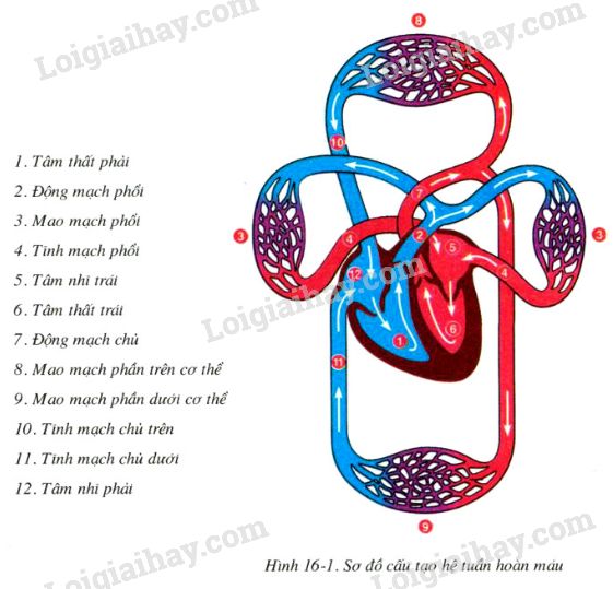 Đường Đi Của Máu Trong Tim