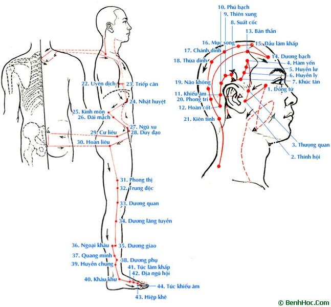 Đường Đi Kinh Đởm: Khám Phá Hành Trình Thử Thách Bản Thân
