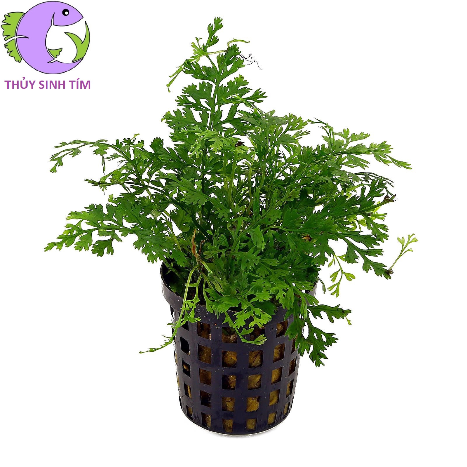 Dương Xỉ Châu Phi Lùn Xoè