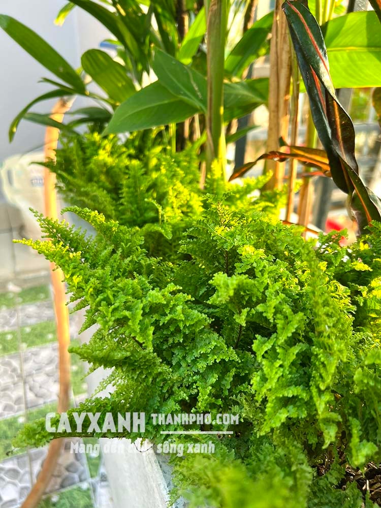 Dương Xỉ Lá Nhuyễn