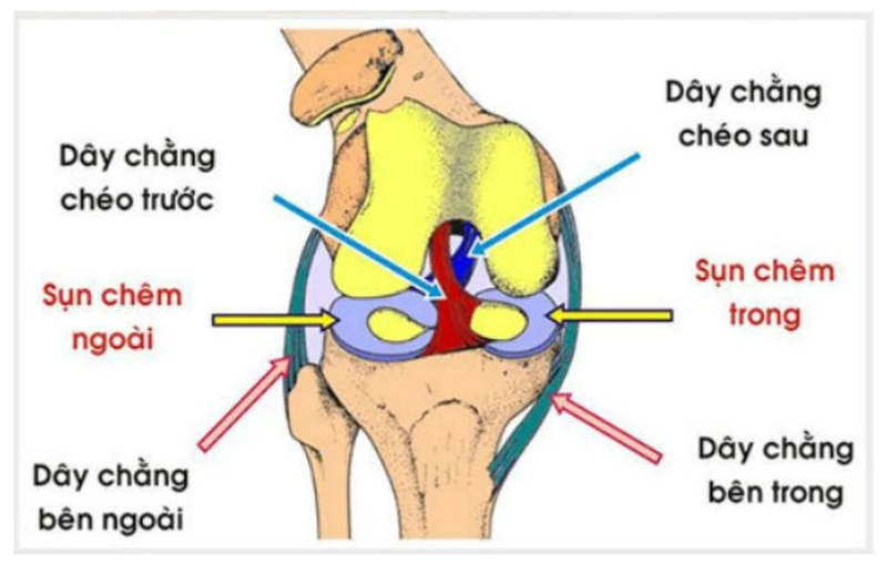 Đứt dây chằng có tự lành được không? Gallery 2