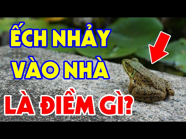 Ếch nhảy vào nhà có nên đuổi ra không?