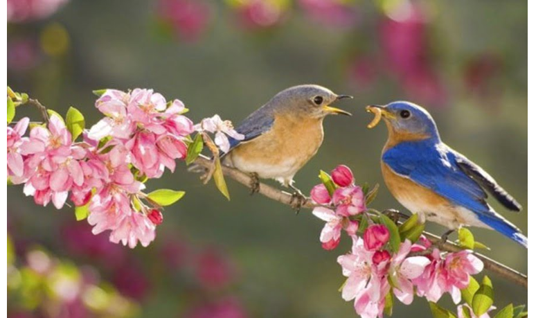 Em hiểu thế nào về từ Duyên trong nhan đề thơ Duyên?