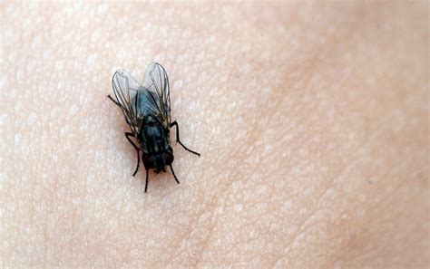 Fly là con gì?