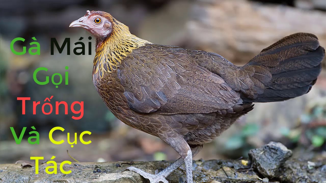Gà Cục Tác Ban Đêm: Nguyên Nhân, Ý Nghĩa Và Cách Khắc Phục Gallery 1