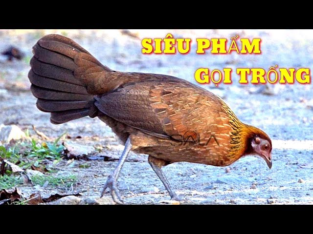 Ga Mai Kêu Trong