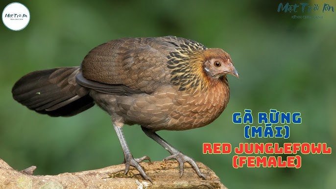 Ga Mai Kêu Trong Gallery 2