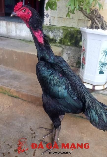 Gà Ô Chân Xanh Mắt Éch: Đặc điểm, giá trị và cách nuôi