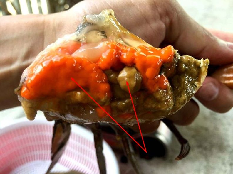 Gạch Cua Là Bộ Phận Nào? Gallery 2