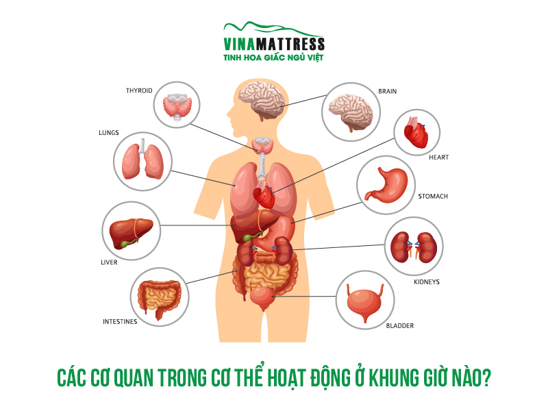 Bộ phận cơ thể bắt đầu bằng chữ G là gì? Gallery 2
