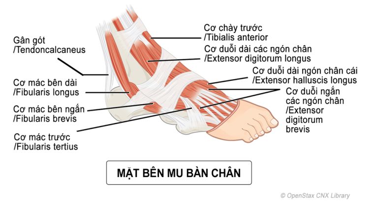Gân Duỗi Bàn Chân: Nguyên Nhân, Triệu Chứng Và Cách Điều Trị