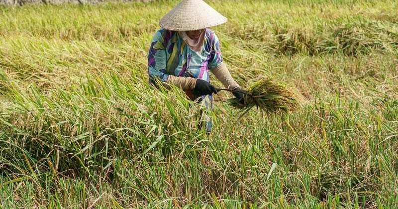 Gặt lúa bằng tay