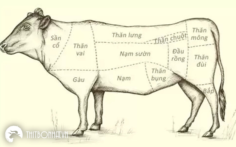 Gầu là phần nào của bò?