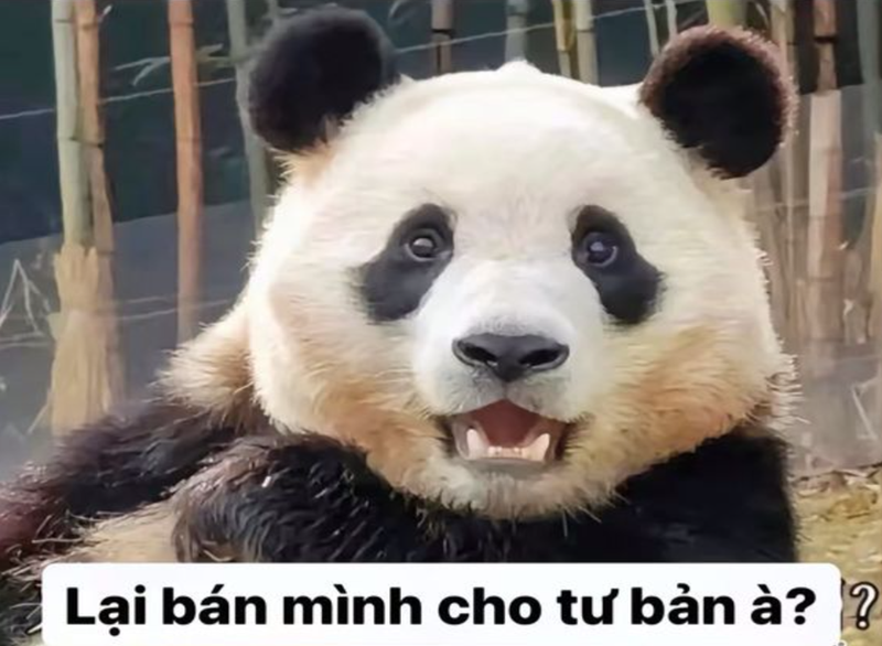 Gấu Trúc Hài: Nguồn Gốc, Đặc Điểm Và Sự Bảo Tồn