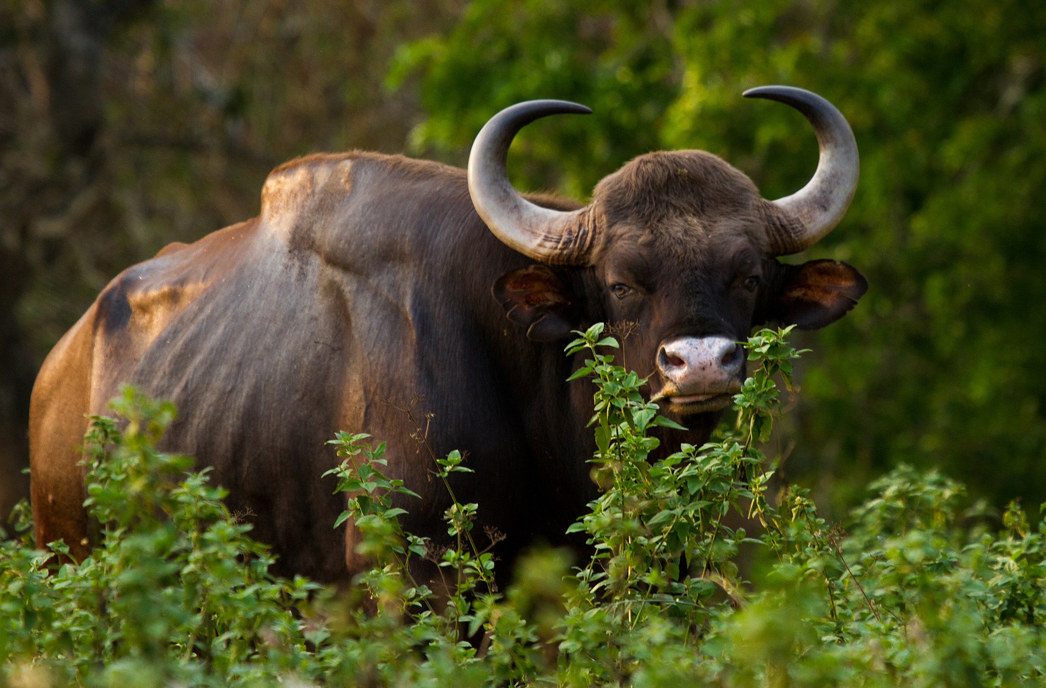 Gaur: The Majestic Indian Bison Gallery 2