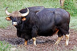 Gaur: The Majestic Indian Bison Gallery 1