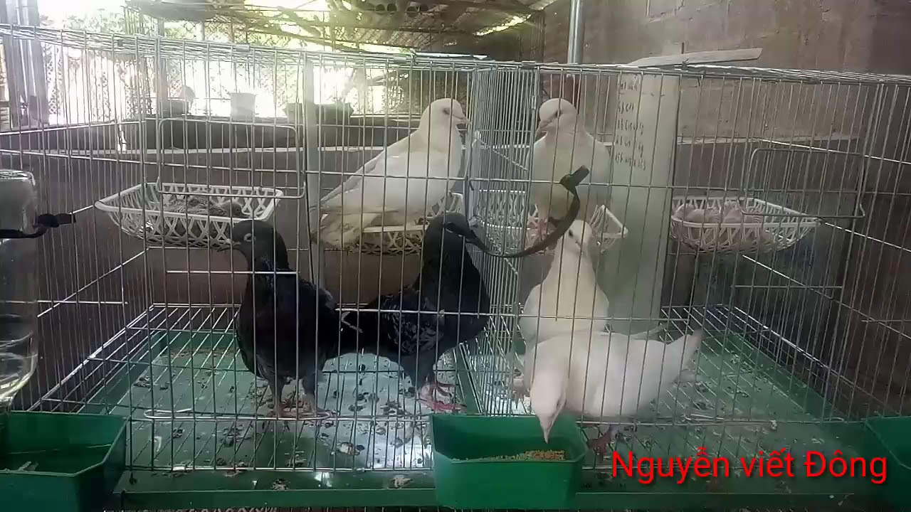 Ghép bồ câu 1 trống 2 mái