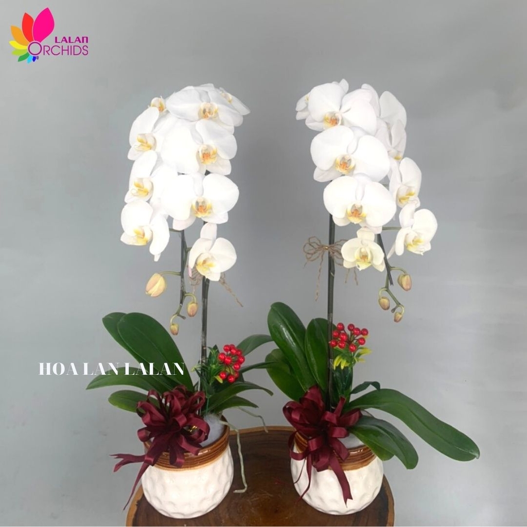 Giá 1 Cành Lan Hồ Điệp
