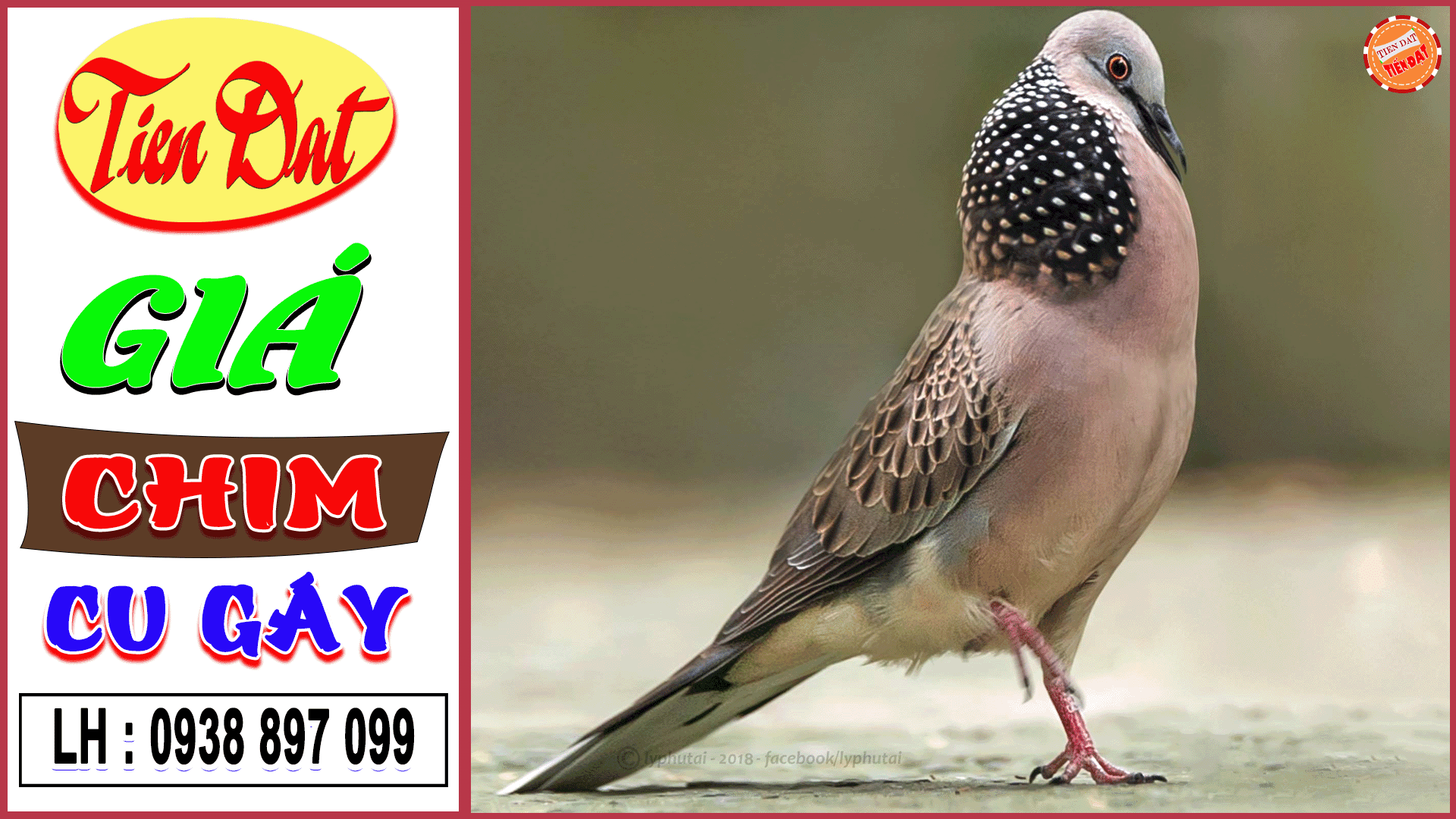 Chim Cu Gáy Pháp: Đặc điểm, giá cả và cách nuôi Gallery 2