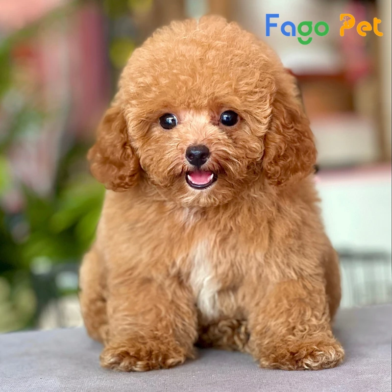 Chó Poodle Nâu Đỏ: Thông tin chi tiết về giống chó xinh đẹp này Gallery 2