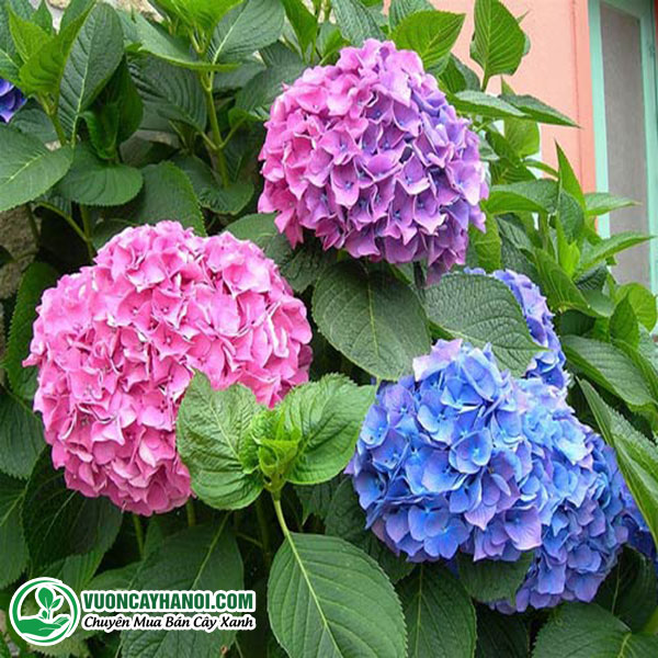 Cây Giống Cẩm Tú Cầu: Mua Ở Đâu, Giá Bao Nhiêu, Trồng Như Thế Nào? Gallery 2