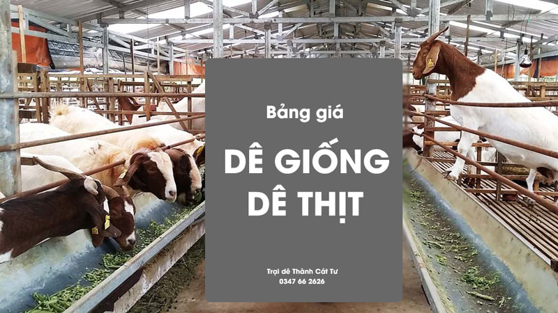 Giá Dê Hôm Nay