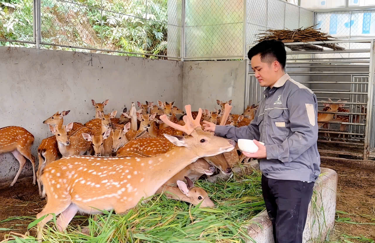 Giá Hươu Giống Hiện Nay
