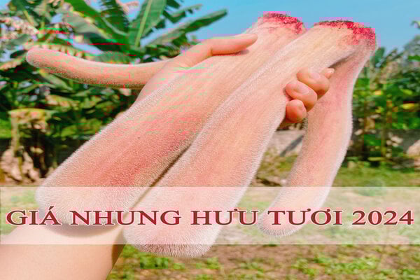 Giá Nhung Hươu Tươi 2023