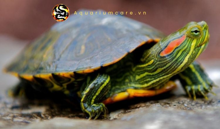 Giá Rùa Tai Đỏ