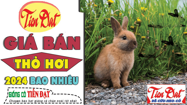 Giá Thịt Thỏ Hơi Hiện Nay