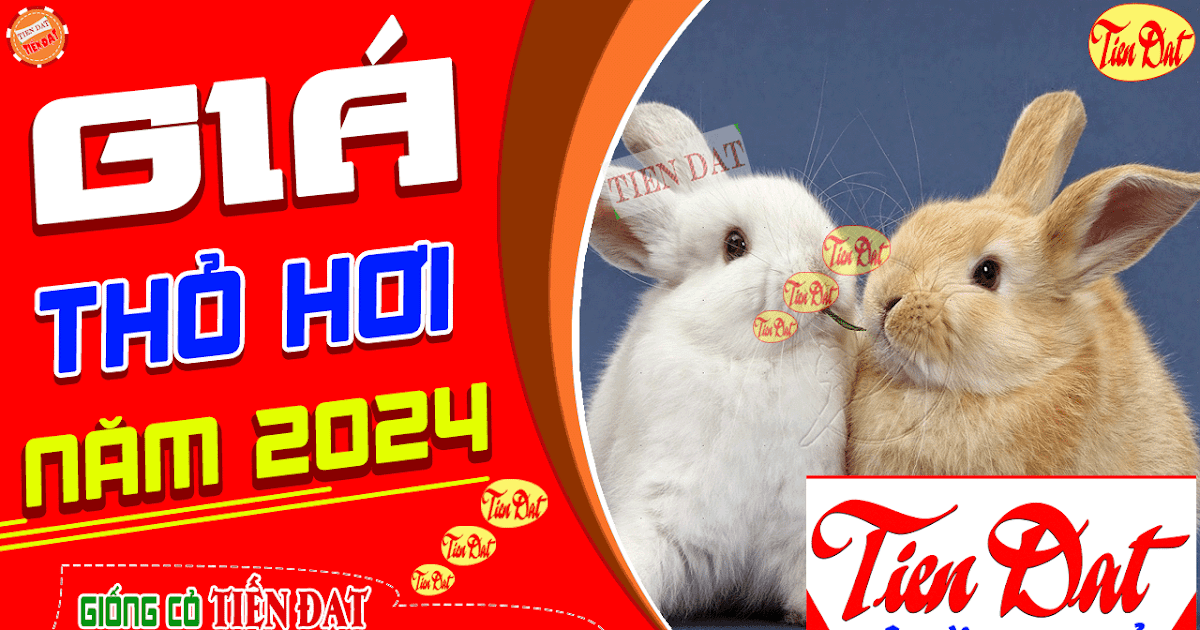 Giá Thỏ Thịt Hôm Nay