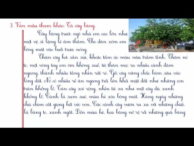 Cây Bàng Vàng Yêu Dấu Của Tôi Gallery 2