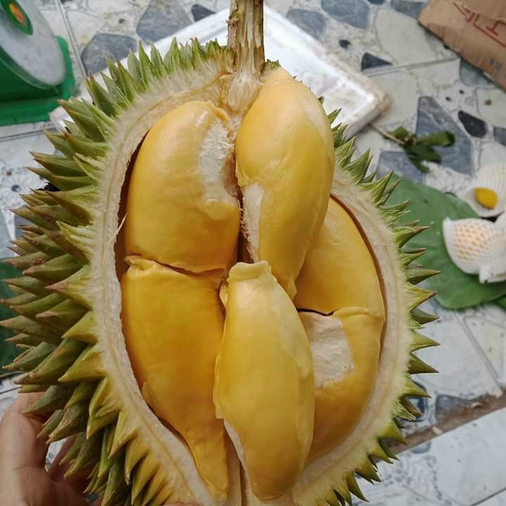 6 Múi Sầu Riêng Gallery 2