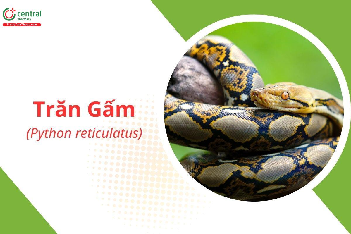 Trứng Trăn: Giá trị dinh dưỡng, cách chế biến và những điều cần biết Gallery 1