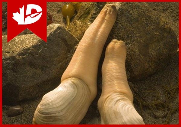 Ốc Vòi Voi và Tu Hài: Sự Khác Biệt, Giá Trị Dinh Dưỡng và Cách Chọn Gallery 2
