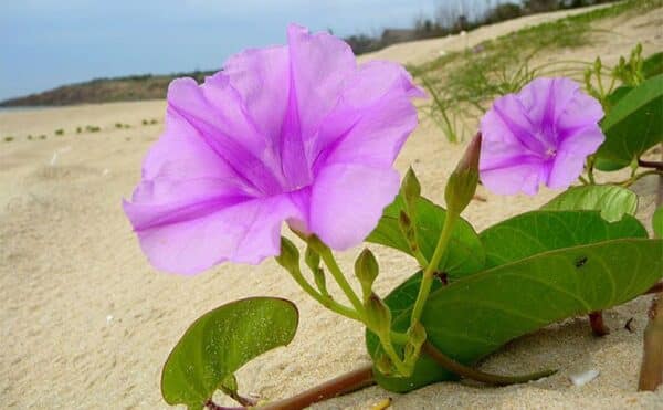 Hoa Muống: Nguồn Vitamin và Khoáng Chất Dồi Dào Cho Sức Khỏe Gallery 1