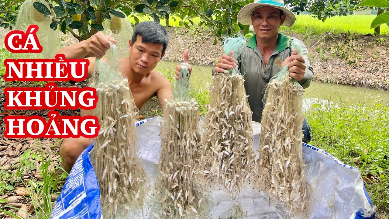 Bông Lúa Đồng Tháp: Vàng ươm giữa trời Tây Nam Bộ Gallery 2