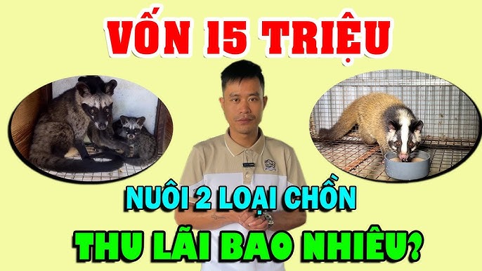 Chồn Mốc và Chồn Hương: Sự Khác Biệt Và Đặc Điểm Gallery 2