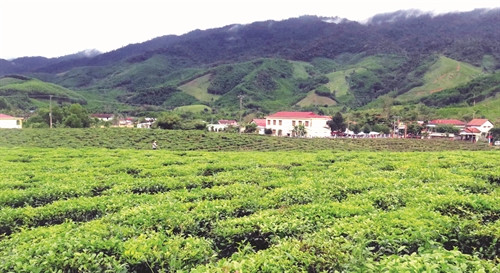 Dê Đông Giang Mỗ Lao: Nguồn Gốc, Đặc Điểm và Giá Trị Gallery 2